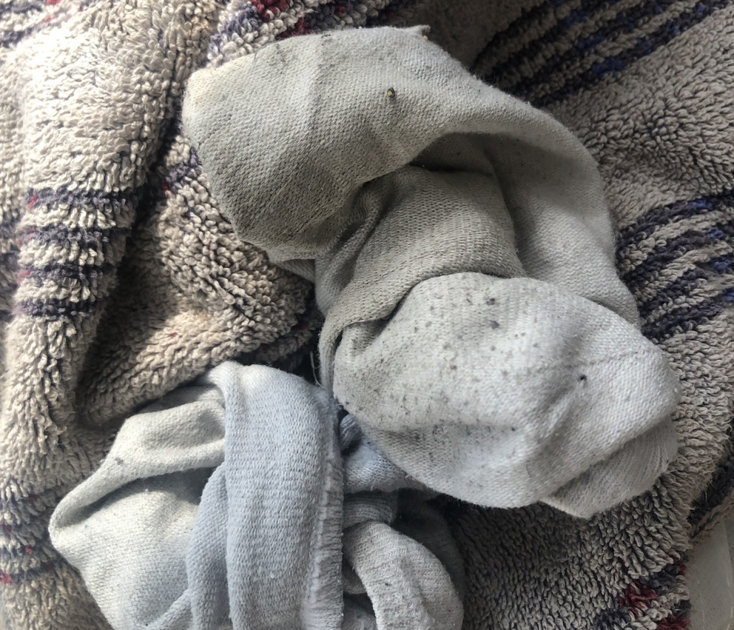 Born To Be A Bitch - culotte sale