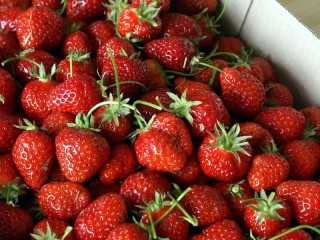 Culotte taché de fraises 
