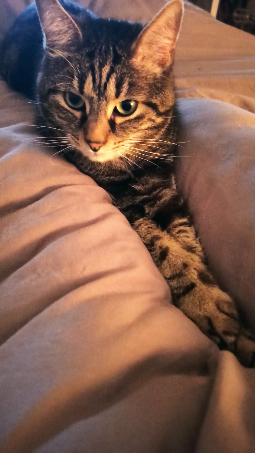 neko