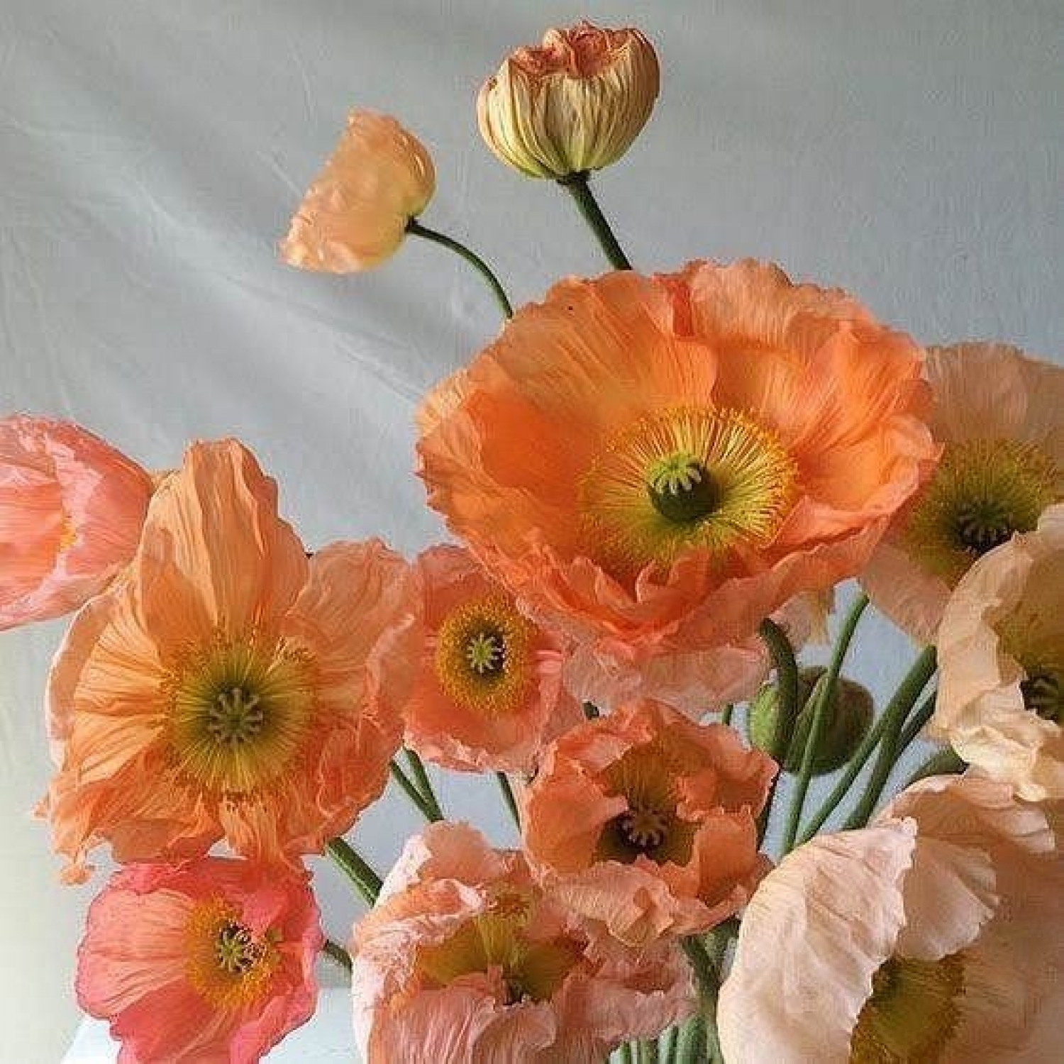 Poppylanuit