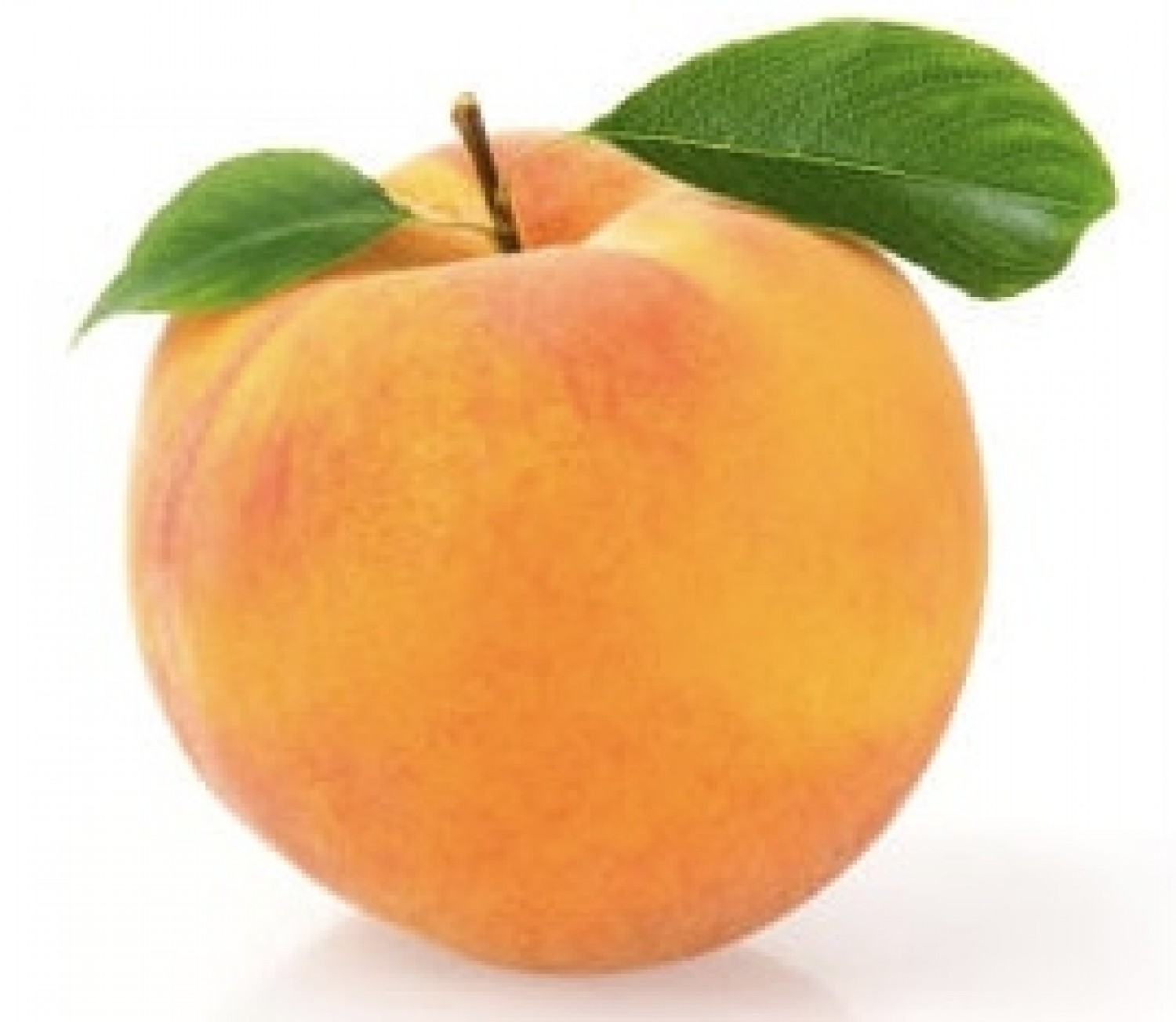 PetitePêche 