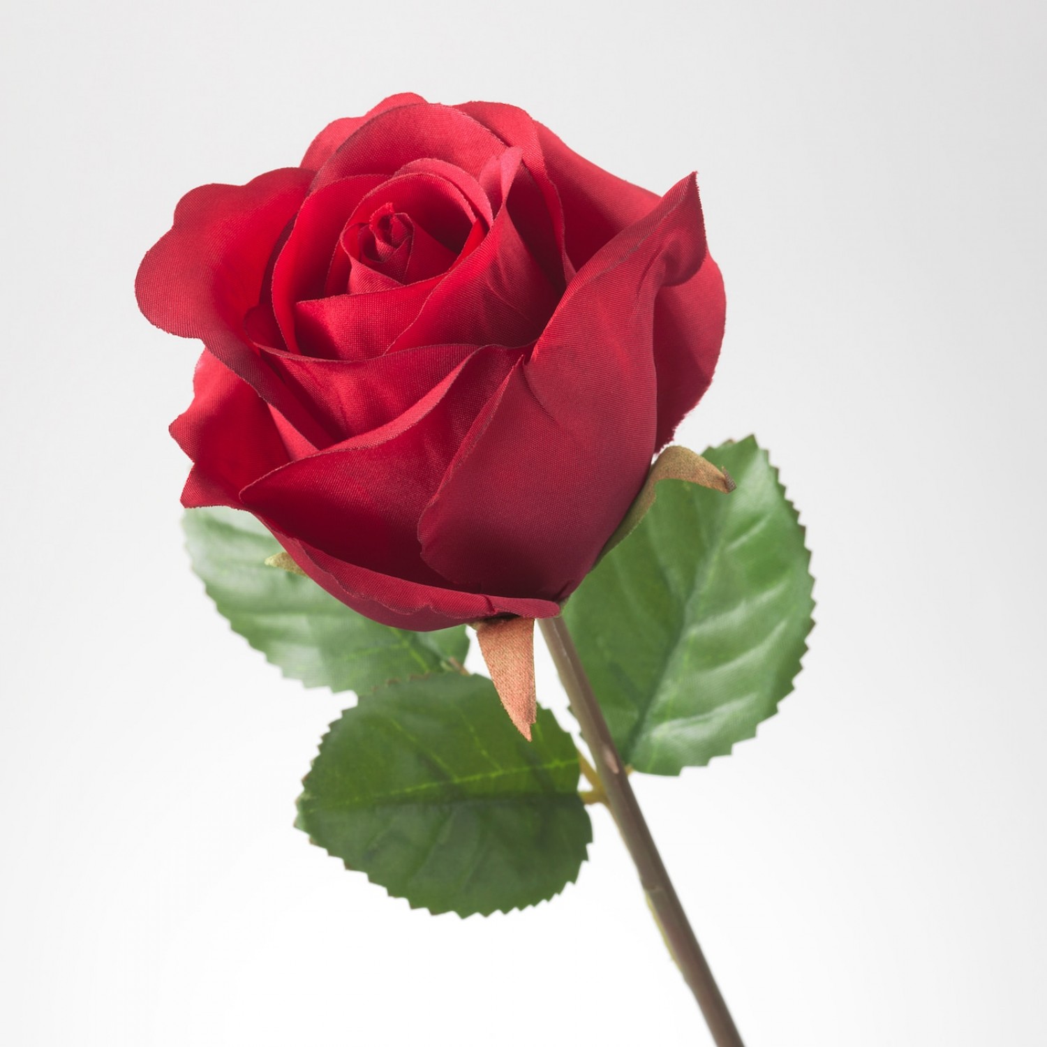rosemouth